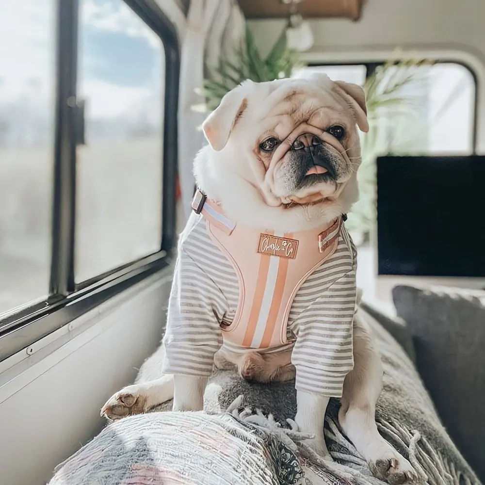 Dog wearing a Charlie + Co harness